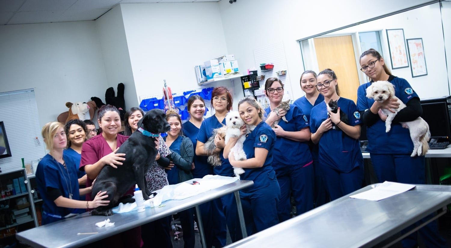 veterinary assistant