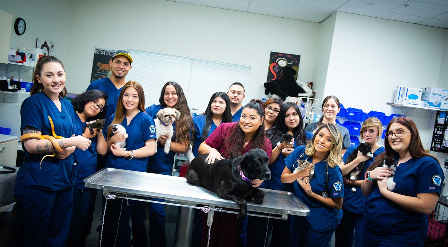 veterinary assistant