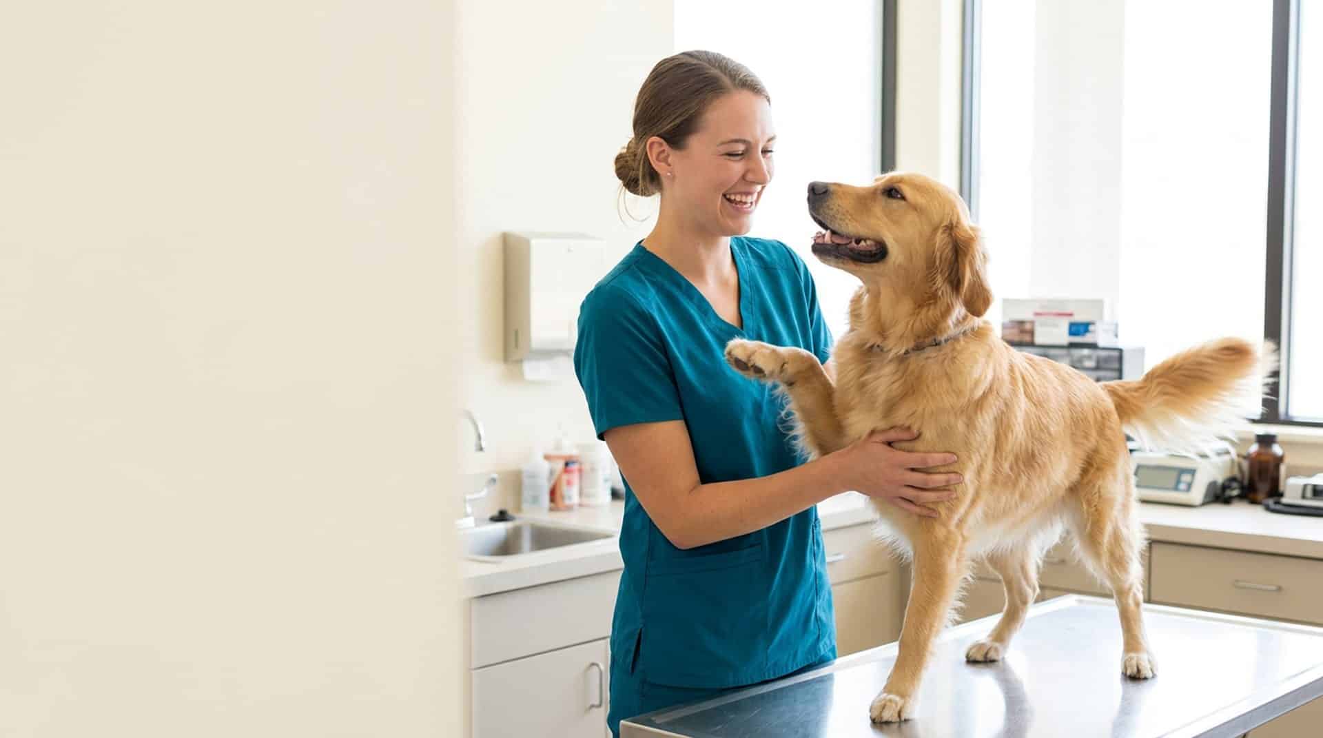 Veterinary assistant caring for a dog on the exam table