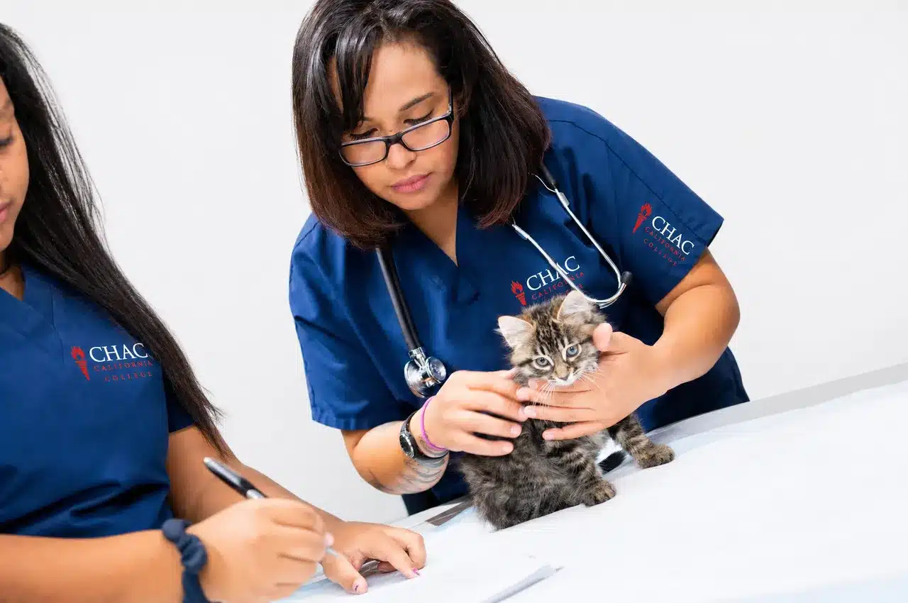 Student examining a kitten
