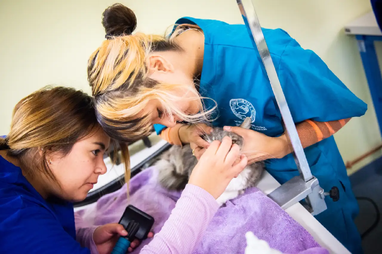 CHAC veterinary assistant class with animals