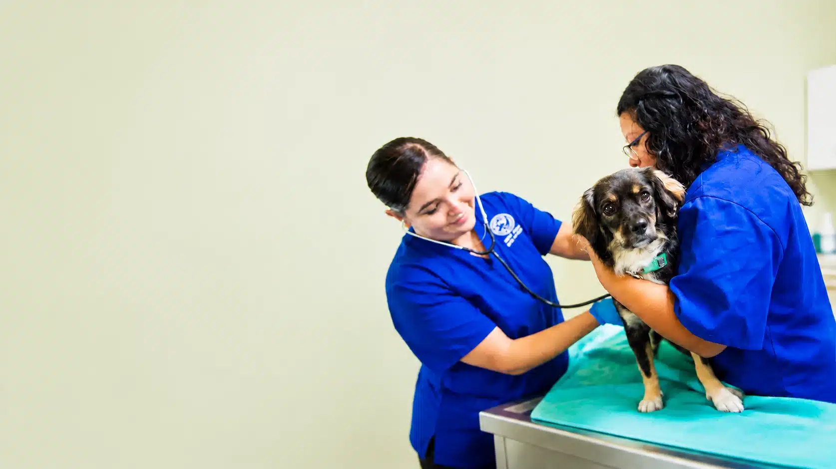 Veterinary assistant caring for a dog on the exam table