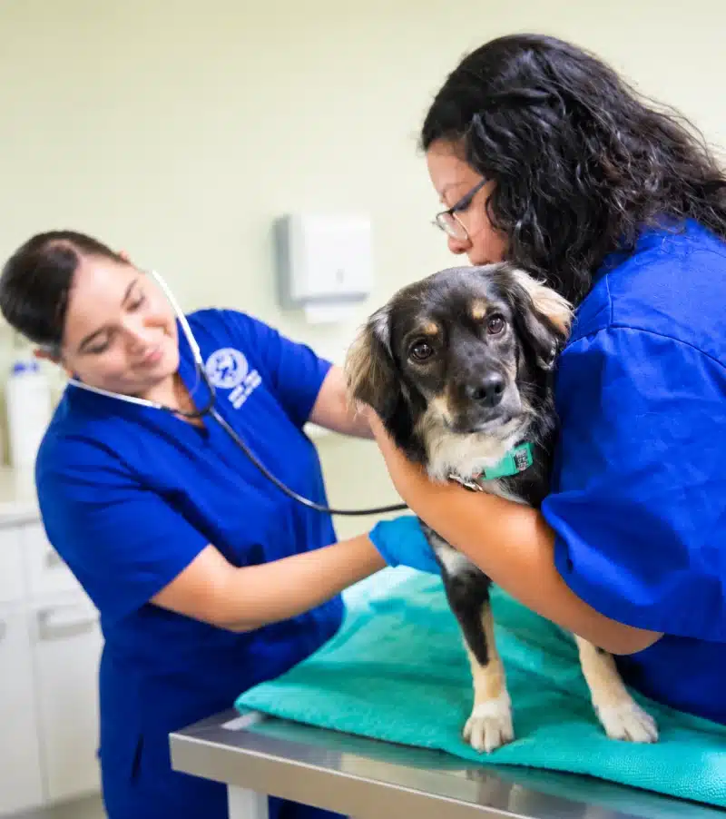 Veterinary Assistant student practicing animal care skills in a hands-on training lab